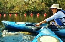 Blue Springs Manatee Tours & Wildlife Adventure Orlando