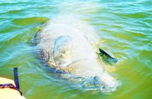 Blue Springs Manatee Tours & Wildlife Adventure Orlando