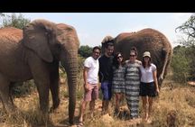 Elephant Walk Guided Tour from Johannesburg 