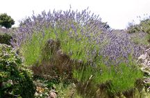 Hvar Lavender Small Group Tour