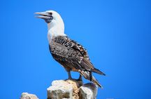 Ballestas and Paracas from Lima by bus