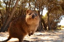 Pinnacles & Rottnest Island Scenic Air & Ground Tour