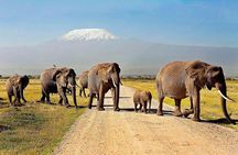 2 days group safari to Amboseli National park (Mon-Wed-Sat only)