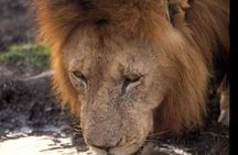 2 days group safari to Amboseli National park (Mon-Wed-Sat only)