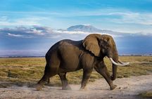 2 days group safari to Amboseli National park (Mon-Wed-Sat only)