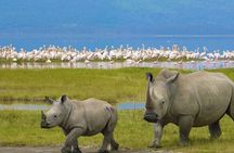 Day Tour To Lake Nakuru Park With Optional Boat Ride on Lake Naivasha 
