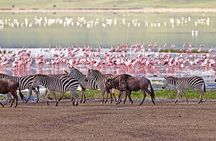 6 days safari Lake Manyara, Serengeti, Ngorongoro crater