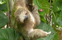 Rainforest Tour - Wanna see Sloths?
