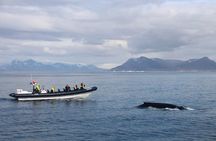 2-Hour RIB Boat Whale Watching Tour from Reykjavik
