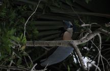 Bird Watching Tour Huatulco HT