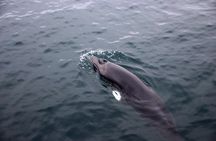 Whale-Watching Boat Tour with Expert Guide from Reykjavik