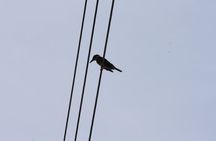 Bird Watching Tour Huatulco HT