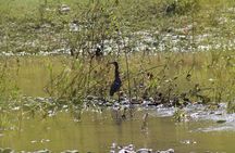 Bird Watching Tour Huatulco HT