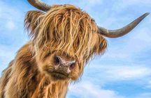 Best of Scotland in a day and Edradour Whisky Distillery Tour