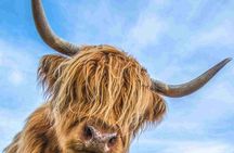 Best of Scotland in a day and Edradour Whisky Distillery Tour