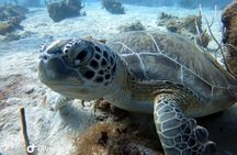 Private Morning Half-Day Snorkeling Trip 