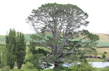 Hobbiton Afternoon Tour in Luxury Minibus from Auckland to Auckland