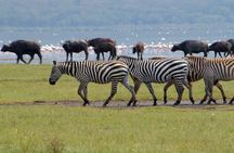 Lake Nakuru National Park:Day Trip from Nairobi