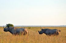Small group tour to Nairobi park baby and optional Baby Elephants