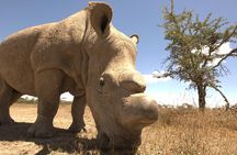 Day trip to Ol Pejeta conservancy from Nairobi