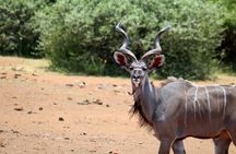Pilanesberg National Park Full Day Safari From Johannesburg
