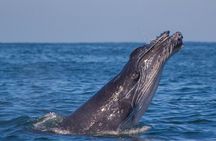 Whale Encounter Puerto Vallarta