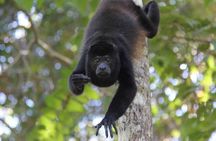 Palo Verde Wildlife Tour from Tamarindo