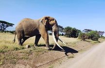 Day Tour to Amboseli National Park
