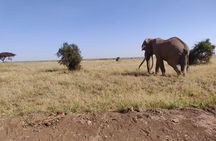 Day Tour to Amboseli National Park