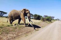 Overnight Safari to Amboseli National Park