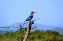 3 Days - Game Viewing Safari in Nyerere National Park