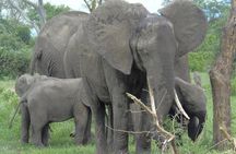 3 Days - Game Viewing Safari in Nyerere National Park