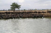 MIKUMI NATIONAL PARK - 3 Days