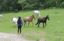 Hiking High Andean Forests