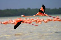 Celestun Biosphere Reserve Tour from Merida