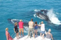 Half-Day Whale Watching Sunset Cruise from Broome