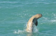Snubfin Dolphin Eco Cruise from Broome
