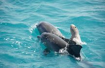 Snubfin Dolphin Eco Cruise from Broome