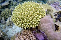 Tohora Bora Bora Snorkeling Lagoon Tours