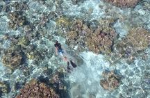 Tohora Bora Bora Snorkeling Lagoon Tours