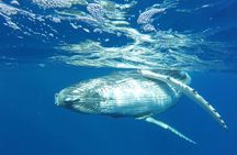 Whale Watching Tours in Bora Bora