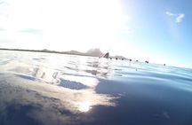 Whale Watching Tours in Bora Bora