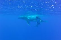 Whale Watching Tours in Bora Bora