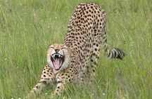 Nairobi National Park, Giraffe Center & Karen Blixen Museum 