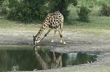 Full-Day Hwange National Park Tour from Victoria Falls