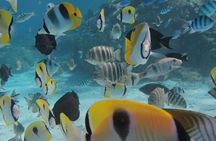 Bora Bora Lagoon Snorkeling Tour by Private Boat