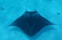 Half day Snorkeling Shared Boat Tour in Bora Bora