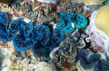 Half day Snorkeling Shared Boat Tour in Bora Bora