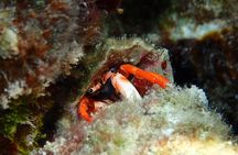 Combo Diving and Snorkeling Full Day Tour