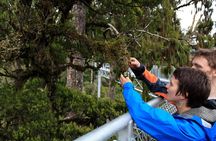 Explore Hokitika Gorge and Tree Top Walkway